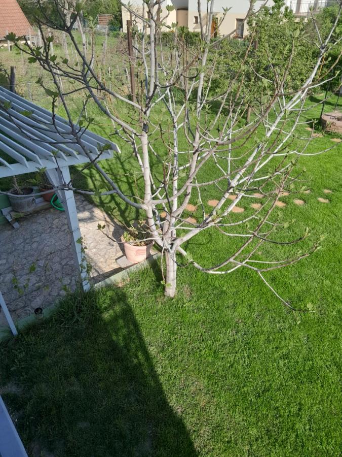 Appartamento Lila Fuge Apartman Balatonfüred Esterno foto